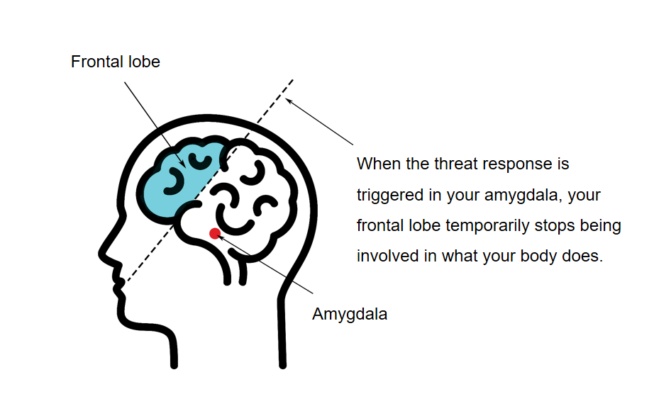 outline of the brain, with a line dividing the frontal lobe, which is coloured blue, from the rest of the brain, which has no colour apart from a red dot where the amygdala is. There is an arrow pointing to the frontal lobe with the label frontal lobe, an arrow pointing to the amydala with the label amygdala, and an arrow pointing to the dividing line with the text when the threat response is triggered in your amygdala, your frontal lobe temporarily stops being involved in what your body does.