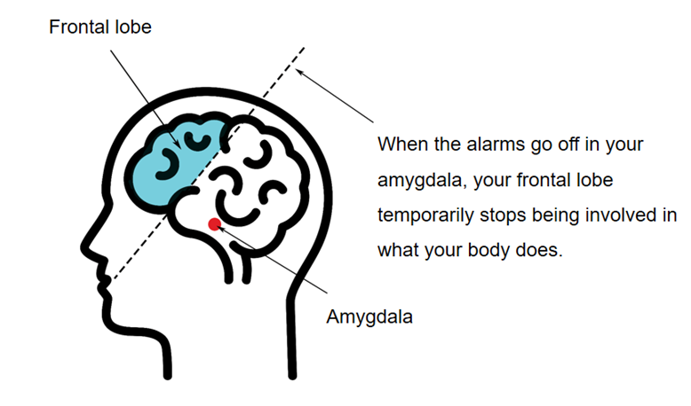 illustration of a brain from the side, inside a head in profile. The words frontal lobe are on the left, with an arrow pointing at the frontal lobe of the brain. The word amygdala is on the right, with an arrow pointing at the amygdala of the brain. A dotted line is drawn between the frontal lobe and the rest of the brain. On the right is text saying when the alarms go off in your amygdala, your frontal lobe temporarily stops being involved in what your body does, with an arrow pointing from the text to the dotted line.