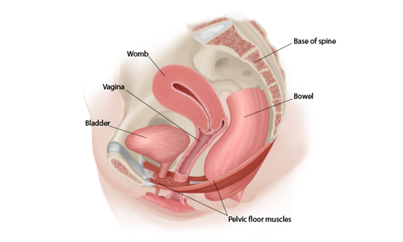 Anatomy of female pelvic floor muscles. Crotch anatomy, pelvic