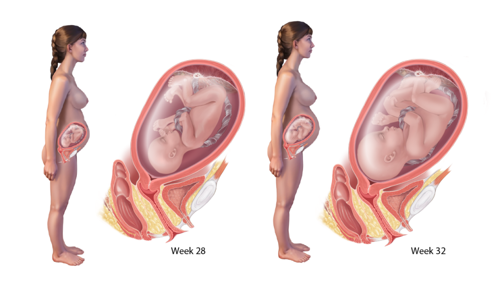 4 Months Pregnant: Symptoms, Baby's Development, and Size